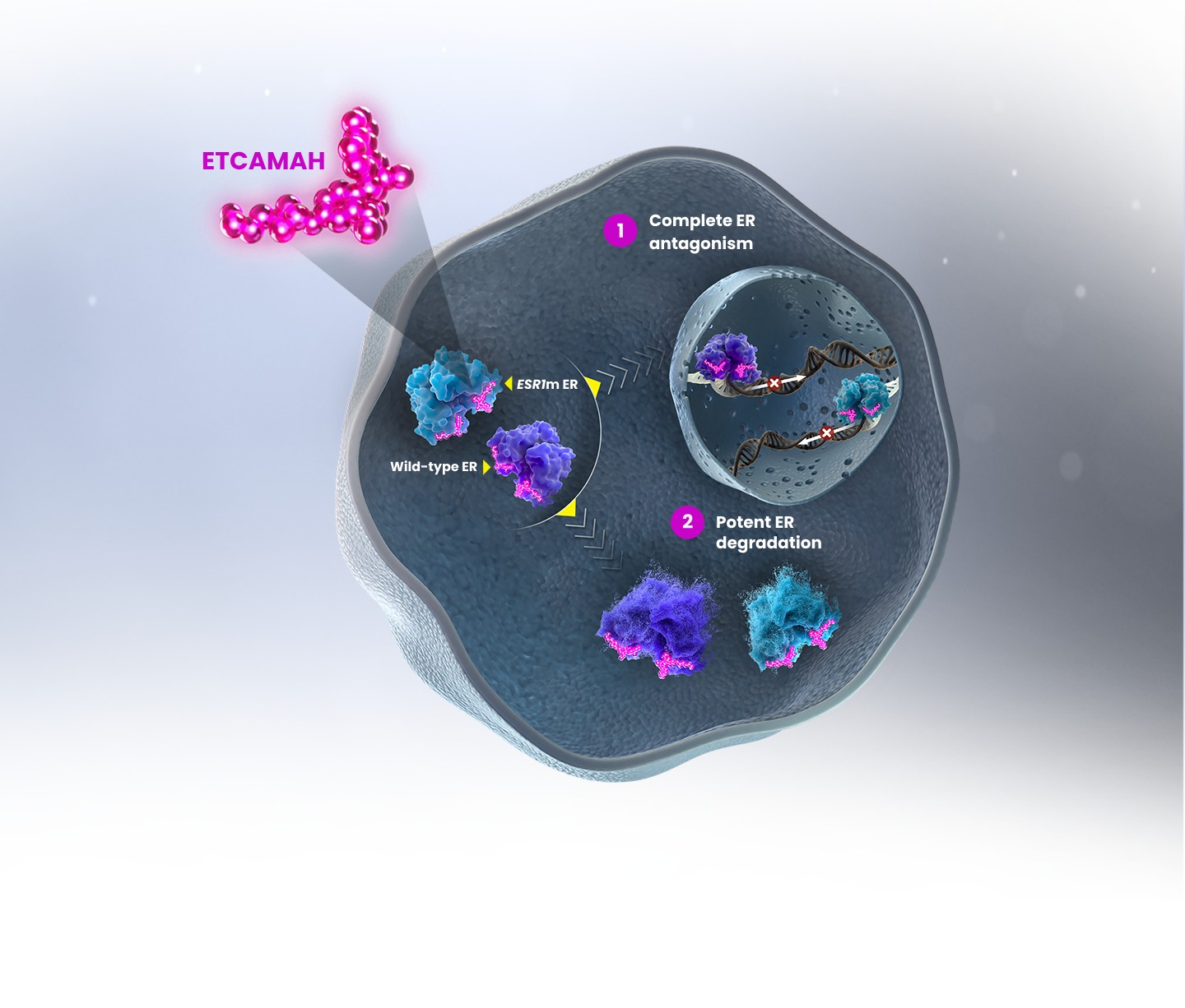 ETCAMAH Dual-Action Mechanism ER Antagonism and Degradation