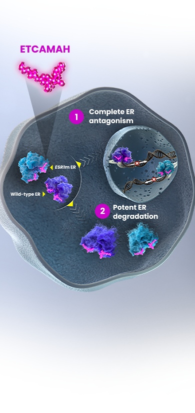 ETCAMAH Dual-Action Mechanism ER Antagonism and Degradation