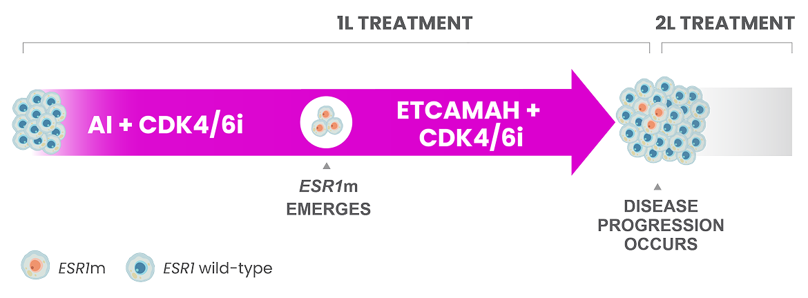 Treatment Timeline Showing ESR1 Mutation Emergence And Disease Progression With ETCAMAH Plus CDK4/6 Inhibitor
